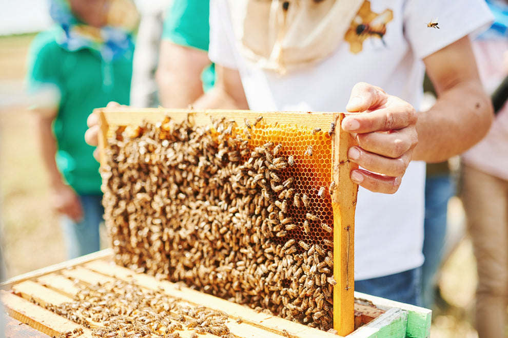 ruche et abeille naturel et apiculteur en pleine récolte