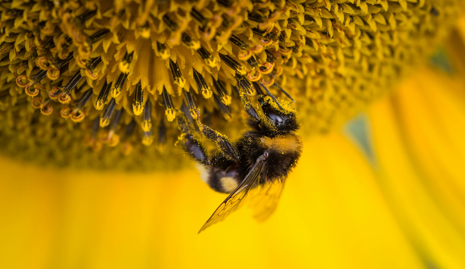 abeille butinant une fleurs jaune